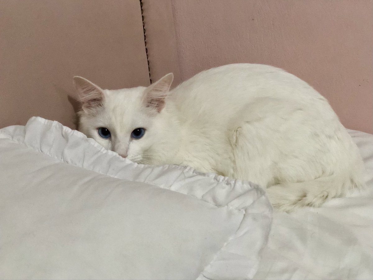bloomieshark's tweet photo. hj faz um ano que esse bebezinho apareceu na churrasqueira de casa….. melhor decisão da minha vida foi n ter assado vc, não tem nada no mundo que poderia me fazer mais feliz que sua existência ❤️ te amo churrasco feliz aniversário https://t.co/j517IPtjgh