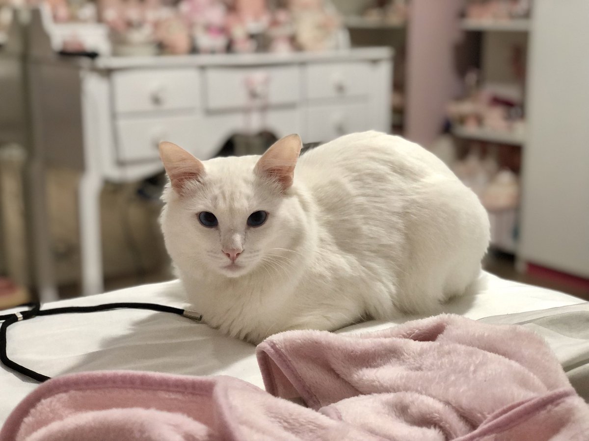 bloomieshark's tweet photo. hj faz um ano que esse bebezinho apareceu na churrasqueira de casa….. melhor decisão da minha vida foi n ter assado vc, não tem nada no mundo que poderia me fazer mais feliz que sua existência ❤️ te amo churrasco feliz aniversário https://t.co/j517IPtjgh