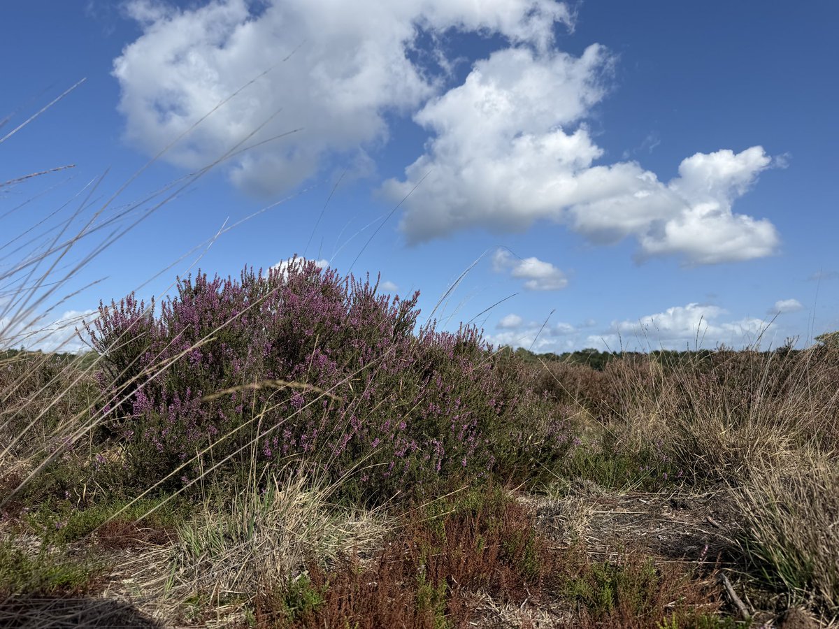 erica_v_leeuwen's tweet photo. Afwisseling van zon en wolken vanmiddag op onze wandeling over de heide in #Ermelo ☀️☁️🌳 
@weermanrobert @Alpenweerman  @HartvNL @EdAldus @BuienRadarNL  @helgavanleur @weerenradar_nl   @OmroepGLD  @gemharderwijk @SevereweatherNL @pictureofNL #heide https://t.co/NdRehmuneF
