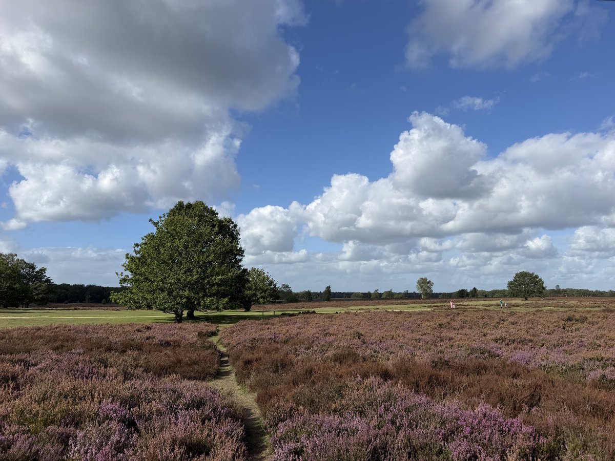 erica_v_leeuwen's tweet photo. Afwisseling van zon en wolken vanmiddag op onze wandeling over de heide in #Ermelo ☀️☁️🌳 
@weermanrobert @Alpenweerman  @HartvNL @EdAldus @BuienRadarNL  @helgavanleur @weerenradar_nl   @OmroepGLD  @gemharderwijk @SevereweatherNL @pictureofNL #heide https://t.co/NdRehmuneF