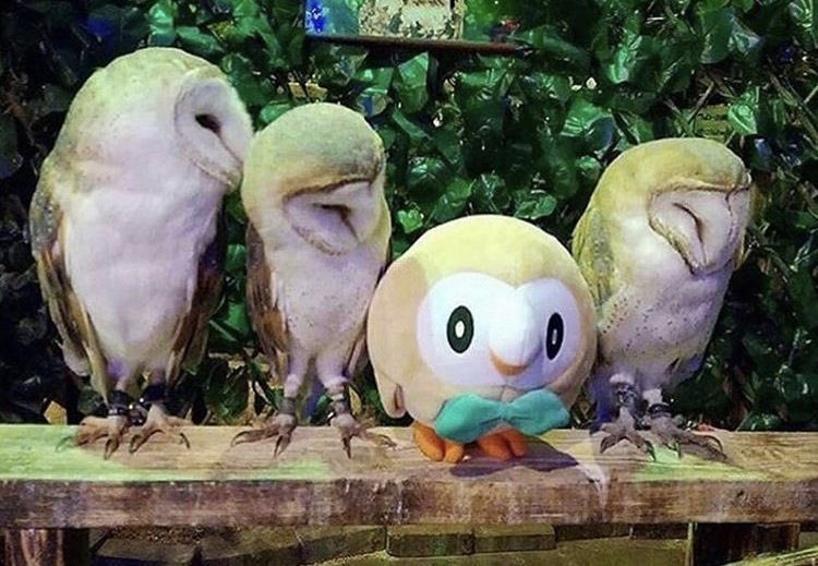 pokemon_twts's tweet photo. https://t.co/Ulzjsmp42R