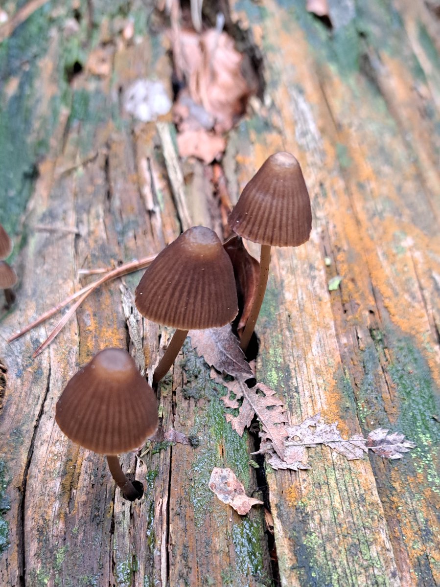 JiscaDijk's tweet photo. #Fungi #Mycena #paddenstoel #zwam #Driene
Gelukkig blijft er steeds meer dood hout liggen - 
dan krijg je dit op een sterk verrotte dennenstam:
bundelchloormycena = Mycena stipata 🤎
Mooi paddenstoeltje 😊 https://t.co/f4N1iDwZlP