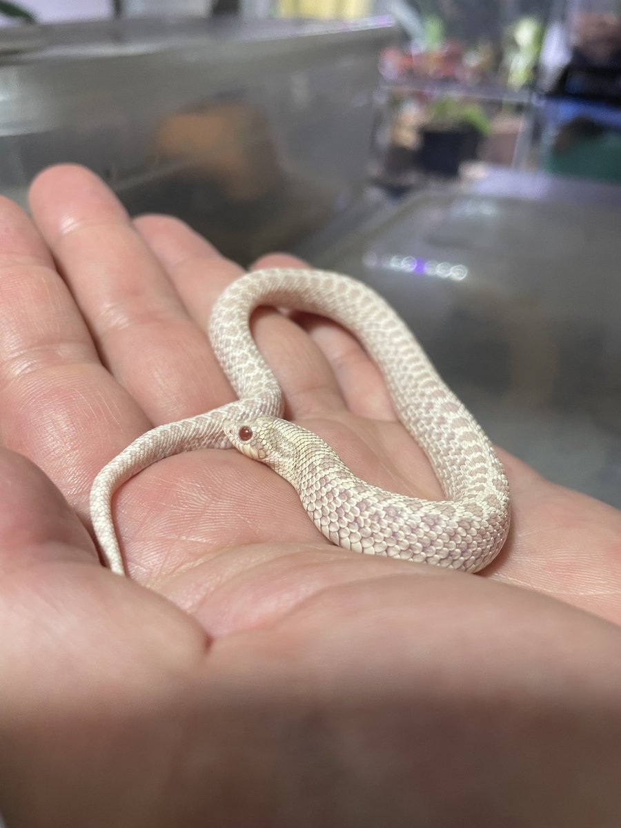 trail_repplants's tweet photo. #NEWReptilesDay に多数様ご来場、お迎え頂き誠にありがとうございました👏🦎
初の連日開催でしたが!いつもの倍の時間があっても楽しすぎてあっという間に終わってしまいました😓
もし会場で気になってたケド…という子がいましたら遠慮なくご連絡下さいませ🙌 https://t.co/8PHAxMJuYN