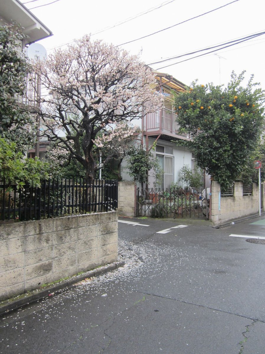 Andress_B11's tweet photo. さすがに急すぎてこのポストのインプが間に合わなかったですね
アーカイブ残しておくのでお暇なときにでもどうぞー https://t.co/blBiYRv9T8