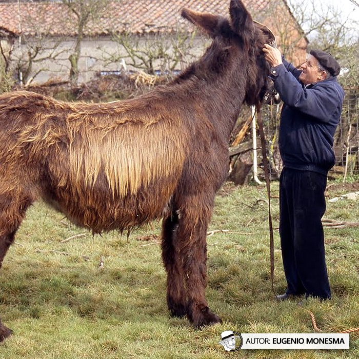 EugenioMonesma's tweet photo. 🫏 Hubo un tiempo en que los #BURROS eran imprescindibles. Hoy necesitan que no los olvidemos.

El #asno zamorano-leonés es una raza muy particular que durante siglos tuvo un papel fundamental en el mundo rural. 

📽️ Documental COMPLETO (16') aquí: https://t.co/YRZ2csxA7y https://t.co/CRopF3k6TR