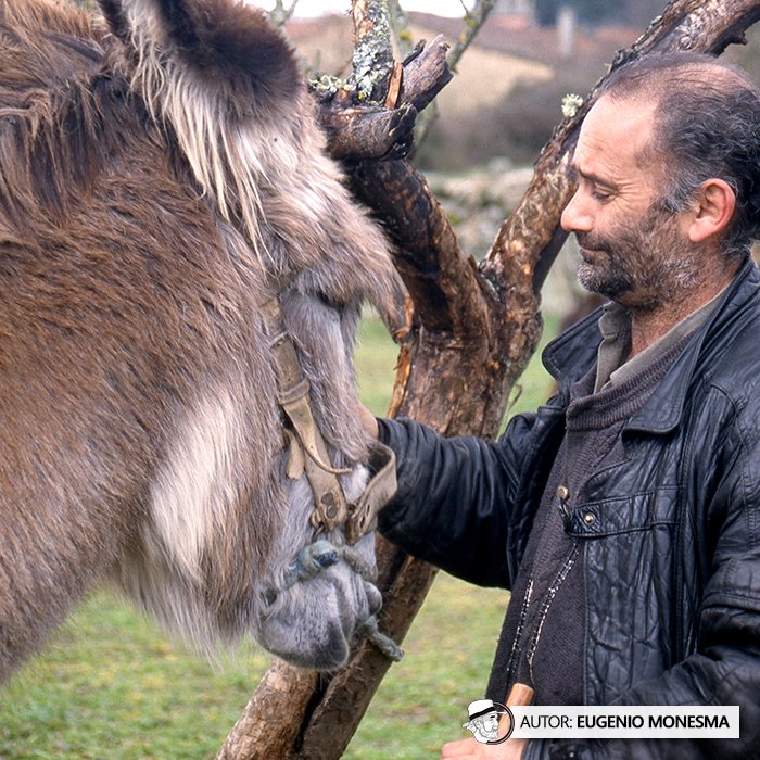 EugenioMonesma's tweet photo. 🫏 Hubo un tiempo en que los #BURROS eran imprescindibles. Hoy necesitan que no los olvidemos.

El #asno zamorano-leonés es una raza muy particular que durante siglos tuvo un papel fundamental en el mundo rural. 

📽️ Documental COMPLETO (16') aquí: https://t.co/YRZ2csxA7y https://t.co/CRopF3k6TR