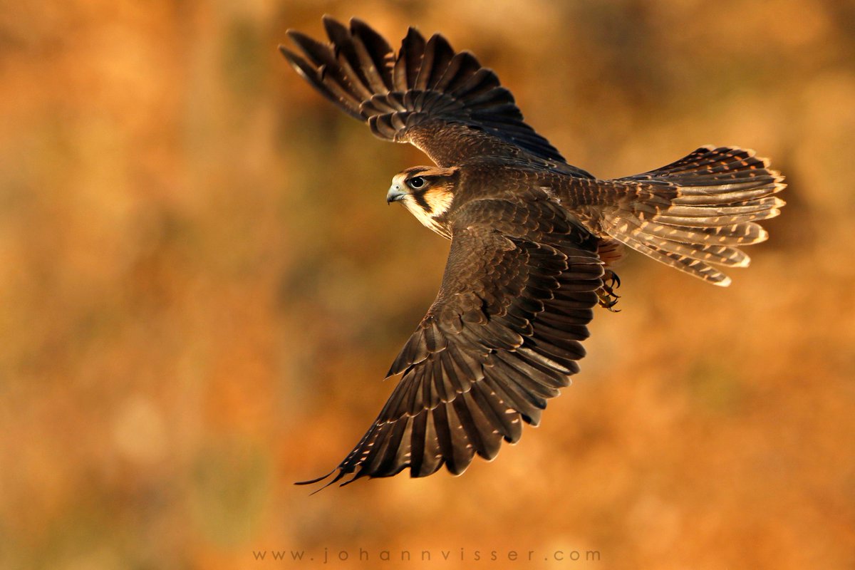 BretEarhart's tweet photo. Mastery of flight: The Lanner falcon is swift, agile, and a powerful low-level hunter. Its long tail enables sharp turns and fast pursuits, catching doves, pigeons, and sandgrouse across deserts, savannas, and open spaces. https://t.co/RWdSTaqU4l