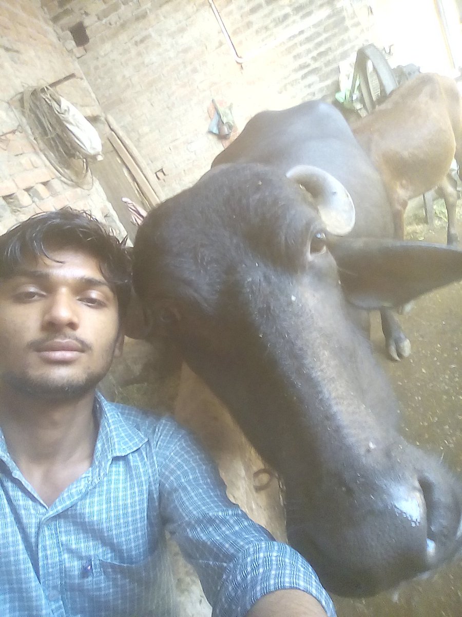 SachinKaChannel's tweet photo. Ji Sadde Wall Dekhde Ho Jadon Jadon Vi 😍

#Selfie
#Whenever
#Buffalo
#SachinKaChannelSKC https://t.co/JJFutHBL4c