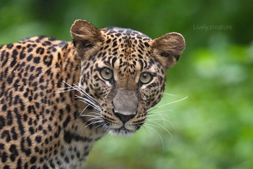 pr_prdnp's tweet photo. 🐆พบ "เสือดาว" วัยรุ่นสมาชิกใหม่ เดินโชว์ตัวชิลๆ ทางไปแคมป์บ้านกร่าง สะท้อนความสมบูรณ์ของป่ามรดกโลกแก่งกระจาน และความทุ่มเทของจนท.พิทักษ์ป่า 🌿
ใครเจอสัตว์ป่า อย่าลืมจอดรถ เว้นระยะ ไม่บีบแตรและไม่ส่งเสียงดังนะคะ 💚
📸 ภาพ: คุณพลวัฒน์
#เสือดาว #แก่งกระจาน #ป่ามรดกโลก https://t.co/oaus1csyus