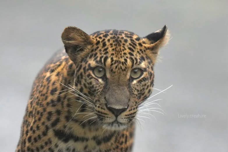 pr_prdnp's tweet photo. 🐆พบ "เสือดาว" วัยรุ่นสมาชิกใหม่ เดินโชว์ตัวชิลๆ ทางไปแคมป์บ้านกร่าง สะท้อนความสมบูรณ์ของป่ามรดกโลกแก่งกระจาน และความทุ่มเทของจนท.พิทักษ์ป่า 🌿
ใครเจอสัตว์ป่า อย่าลืมจอดรถ เว้นระยะ ไม่บีบแตรและไม่ส่งเสียงดังนะคะ 💚
📸 ภาพ: คุณพลวัฒน์
#เสือดาว #แก่งกระจาน #ป่ามรดกโลก https://t.co/oaus1csyus