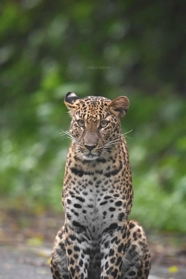 pr_prdnp's tweet photo. 🐆พบ "เสือดาว" วัยรุ่นสมาชิกใหม่ เดินโชว์ตัวชิลๆ ทางไปแคมป์บ้านกร่าง สะท้อนความสมบูรณ์ของป่ามรดกโลกแก่งกระจาน และความทุ่มเทของจนท.พิทักษ์ป่า 🌿
ใครเจอสัตว์ป่า อย่าลืมจอดรถ เว้นระยะ ไม่บีบแตรและไม่ส่งเสียงดังนะคะ 💚
📸 ภาพ: คุณพลวัฒน์
#เสือดาว #แก่งกระจาน #ป่ามรดกโลก https://t.co/oaus1csyus