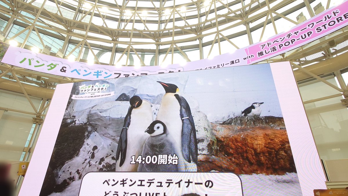 kaoripenguin's tweet photo. 今日はアドベンチャーワールドのPOP-UP STORE「パンダ＆ペンギンファンフェスタ！in マルイファミリー溝口」に遊びに行ってきた！楽しみにしてたLIVEトーーク！を見に行けてすごく楽しかったしぺものコレクションも増えてしあわせ(*≧∀≦*)💕💕💕 https://t.co/HlX7MxmVB9