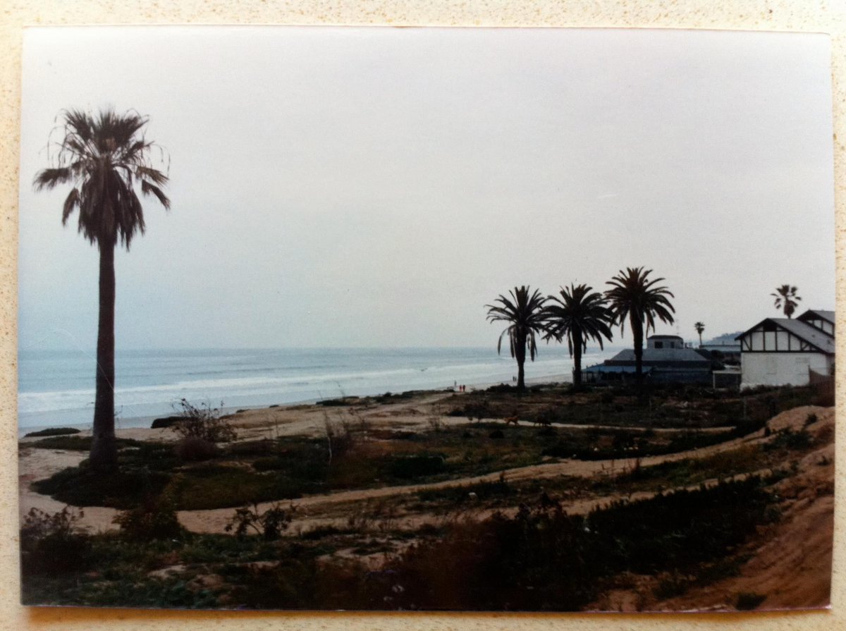 CityDelMar's tweet photo. Three palms. https://t.co/7o8ZwvdJDa