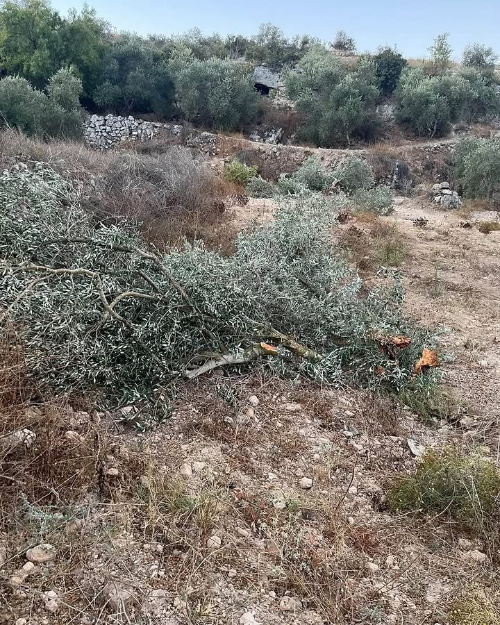 Timesofgaza's tweet photo. Israeli settlers cut down several olive trees in the village of Ni'lin, west of Ramallah. https://t.co/Rs26KeMMu1