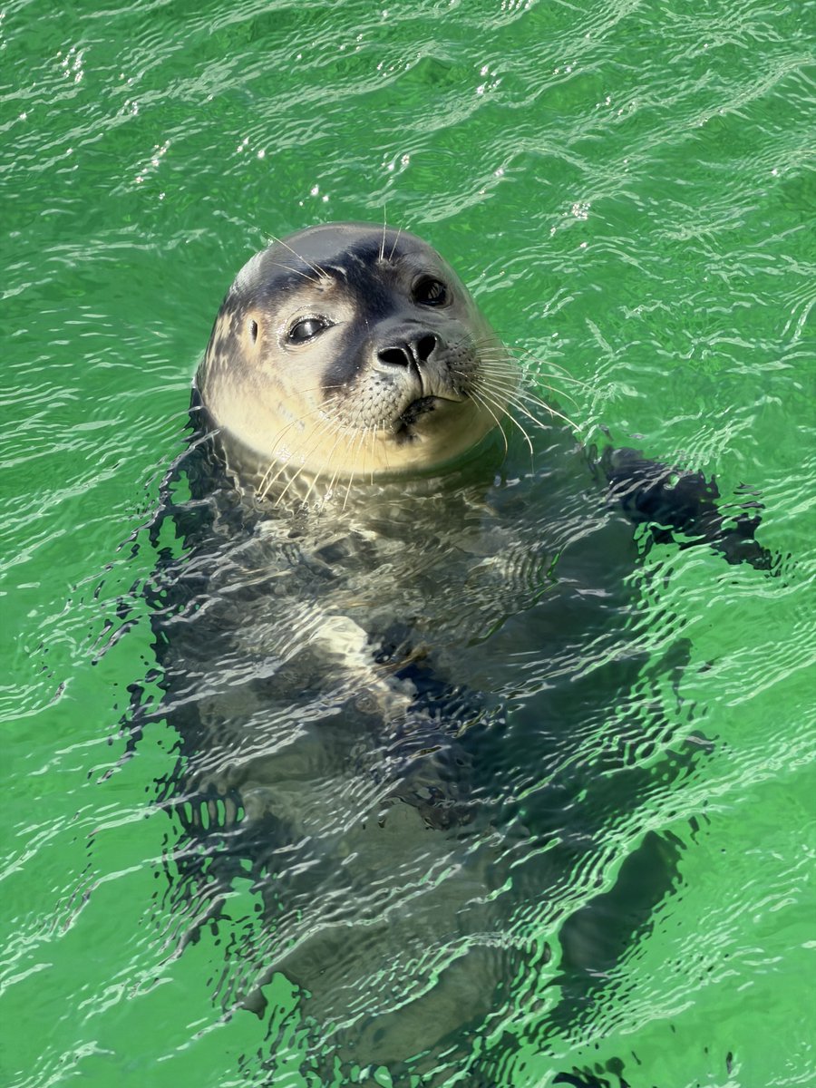 ValoRapha's tweet photo. Today Ché and Pouffertje were released back into the wild 🦭🦭❤️

Release archive: https://t.co/7RqEIMlZfL

#アザラシ幼稚園
#zeehondencentrum
#sealtwt
#WEC https://t.co/wZwSZL9ExK
