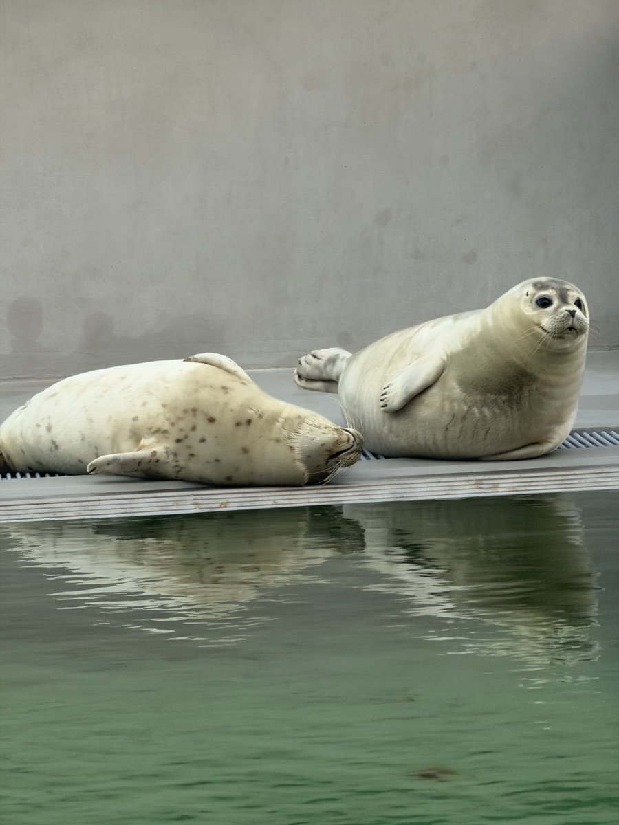 ValoRapha's tweet photo. Today Ché and Pouffertje were released back into the wild 🦭🦭❤️

Release archive: https://t.co/7RqEIMlZfL

#アザラシ幼稚園
#zeehondencentrum
#sealtwt
#WEC https://t.co/wZwSZL9ExK