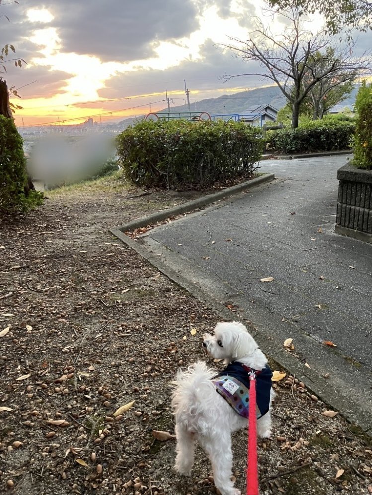 S20508863's tweet photo. こんばんはU^ェ^U
ゆうんぽで久しぶりに公園に行きました🐾
お友達わんこにいっぱい会ったよ！
あ、チロりんはお友達と思ってないんやけどね😅
マリちゃんにどんぐりのお土産🌰
ほな皆様また明日 .｡.:*☆ 
おやすみなさい🌙
#マルチーズ🌈
#チワワ
#元保護犬今過保護犬 https://t.co/41FOxRN9Y6