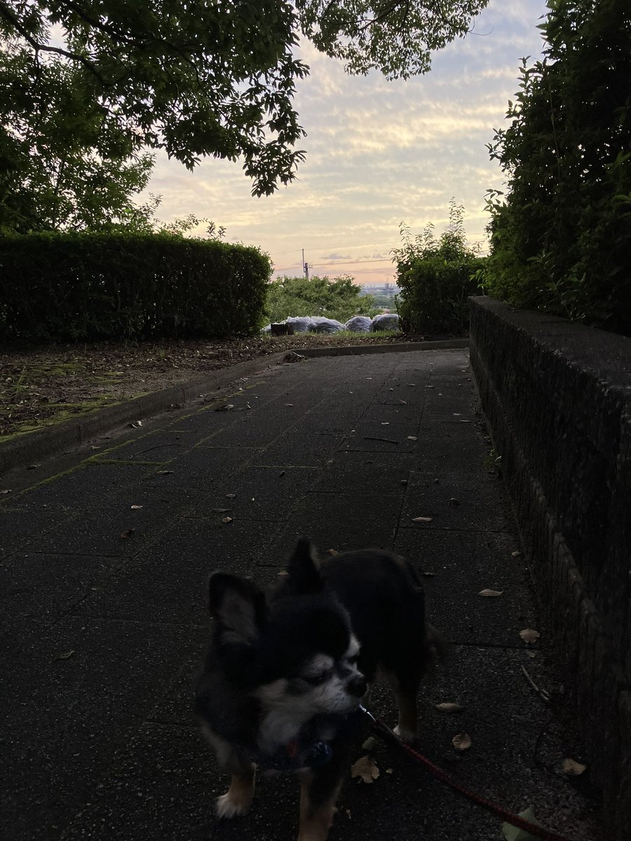 S20508863's tweet photo. こんばんはU^ェ^U
ゆうんぽで久しぶりに公園に行きました🐾
お友達わんこにいっぱい会ったよ！
あ、チロりんはお友達と思ってないんやけどね😅
マリちゃんにどんぐりのお土産🌰
ほな皆様また明日 .｡.:*☆ 
おやすみなさい🌙
#マルチーズ🌈
#チワワ
#元保護犬今過保護犬 https://t.co/41FOxRN9Y6