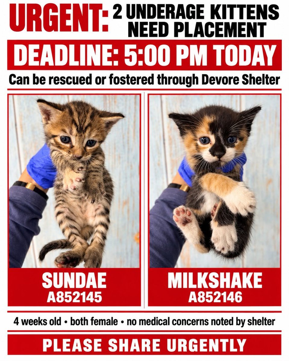 lordi1960's tweet photo. https://t.co/kngPoD3tRo

🆘URGENT: Two 4-week Old Kittens Need Placement by 5:00 PM TODAY 🆘
🆘 Deadline: 5:00 PM today Sep.10
🆘 They can be fostered through Devore Shelter or rescued.
Shelter sent out an urgent email around 2PM , both kittens were evaluated by the vet team and no medical concerns were noted.
❤️Sunday #A852145
❤️ Milkshake #A852146
🆘Please share urgently and tag rescues or potential fosters who may be able to help these little girls. 🆘
▶️ Devore Animal Shelter
▶️ (909) 386-9820
▶️SBAC.rescue@dph.sbcounty.gov
▶️ Volunteer-run networking page — not affiliated with the shelter.
▶️ Community chat:
https://t.co/74mLDFvE79