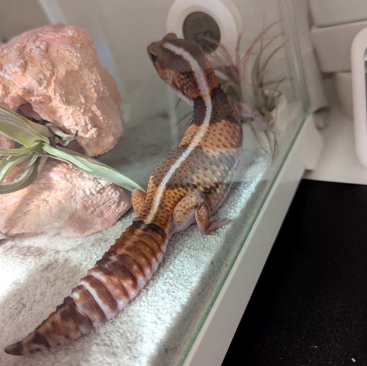 MGTOW62979880's tweet photo. なんか、ちょっとデカくなった気がする…🦎 https://t.co/eEllYtLDd9