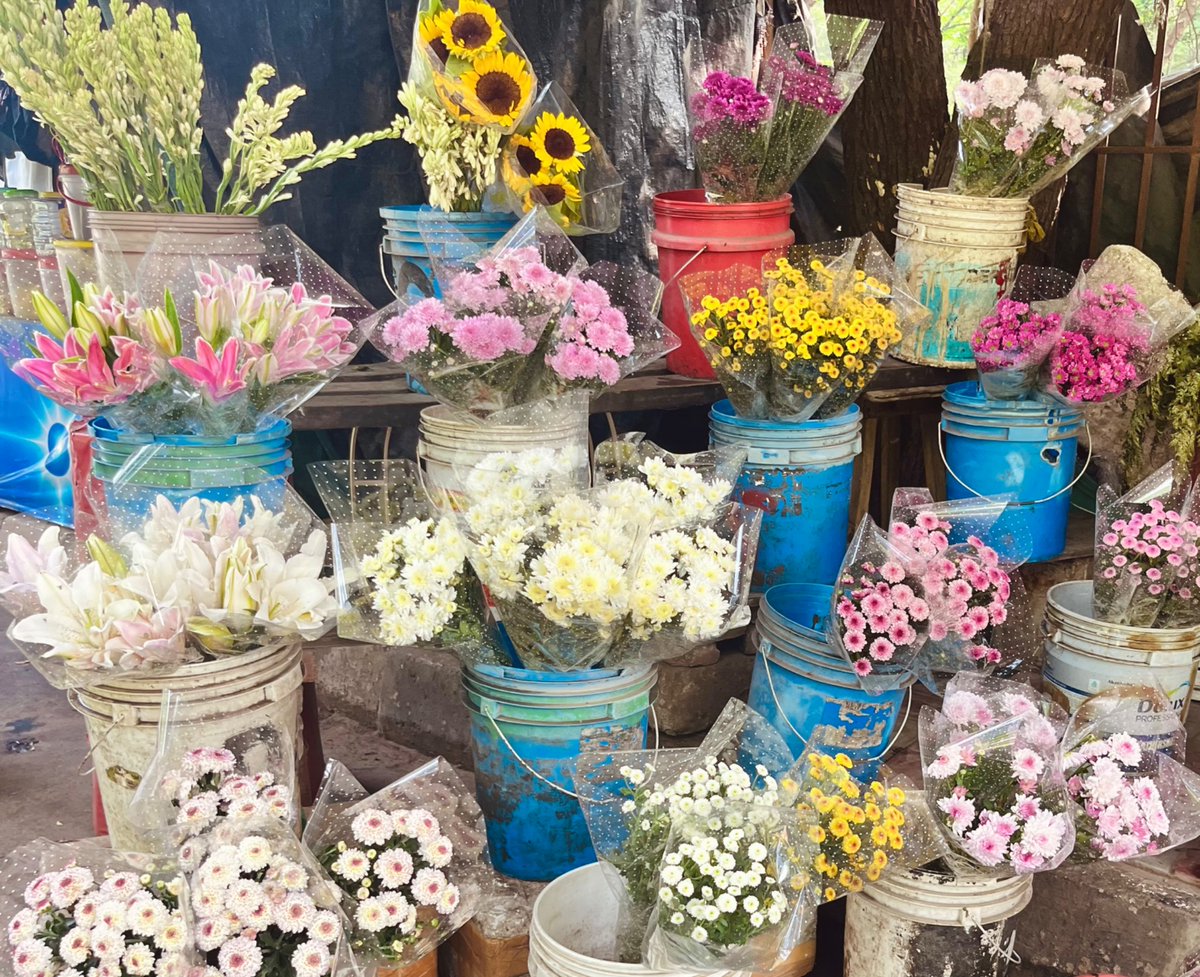 undrwtrepiphany's tweet photo. @shorya_0901 i saw them too 🌻 https://t.co/jJlmXOmbJo
