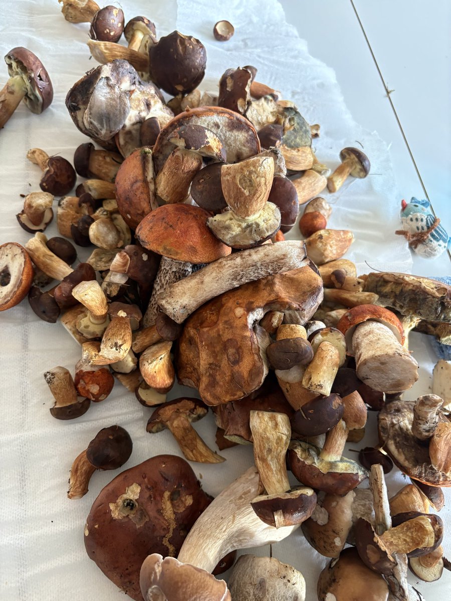 Compilethings's tweet photo. I touched grass, the mushrooms are out! https://t.co/nDLPmOJcjz