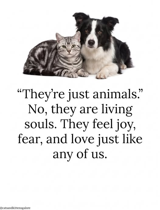tiger26931's tweet photo. So true. ❤️ https://t.co/oK2ANZvrlt