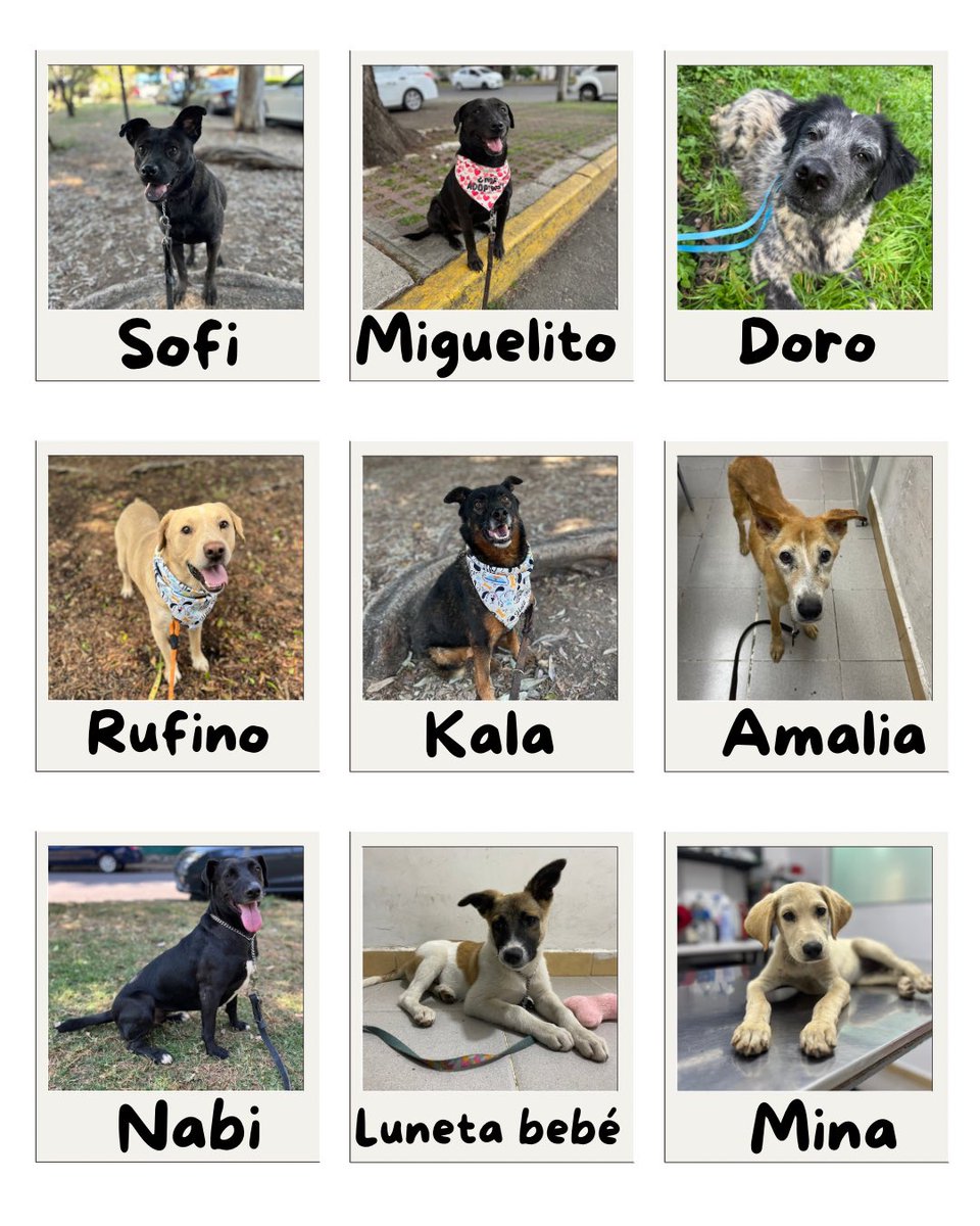 HELA_MORE's tweet photo. Tenemos tantos perritos lindos esperando una familia y a veces no entendemos por qué nadie se anima a conocerlos. 🥺💔

Date la oportunidad de conocerlos antes de descartarlos. Tal vez entre ellos esté ese compañero que estabas esperando y que todavía no sabes que necesitas. 🐶🩷

Más de 100 perritos rescatados esperan una familia que les dé la oportunidad de conocer el amor de un hogar.

📍 Estamos en CDMX.

Adopta, rescata, esteriliza. 🐾
