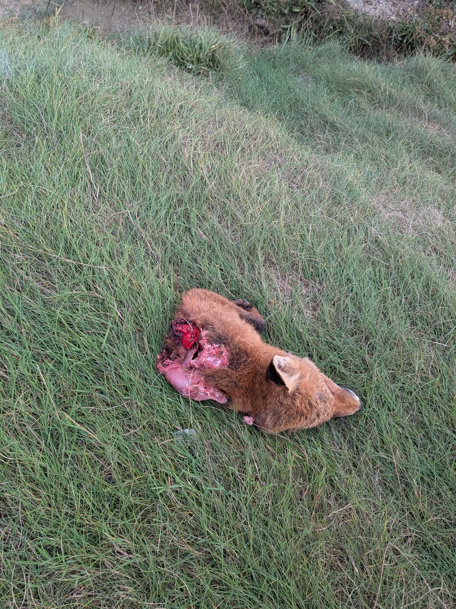 TheFlareNews's tweet photo. ⚠️  WARNING GRAPHIC CONTENT ⚠️ 

MIGRANTS FEEDING ON LOCAL FOX POPULATION:

Disturbing evidence has been found at a migrant encampment in Blackrock of migrants beheading and eating foxes.

More to follow. https://t.co/nficMQ2V77