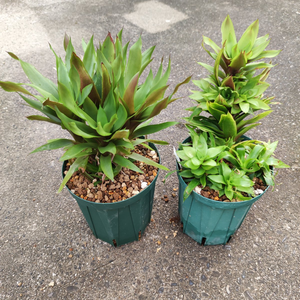 ultimatumusui's tweet photo. Aechmea 'Stalker' &amp; 'Stalker mini' https://t.co/sTGX7KuZjy
