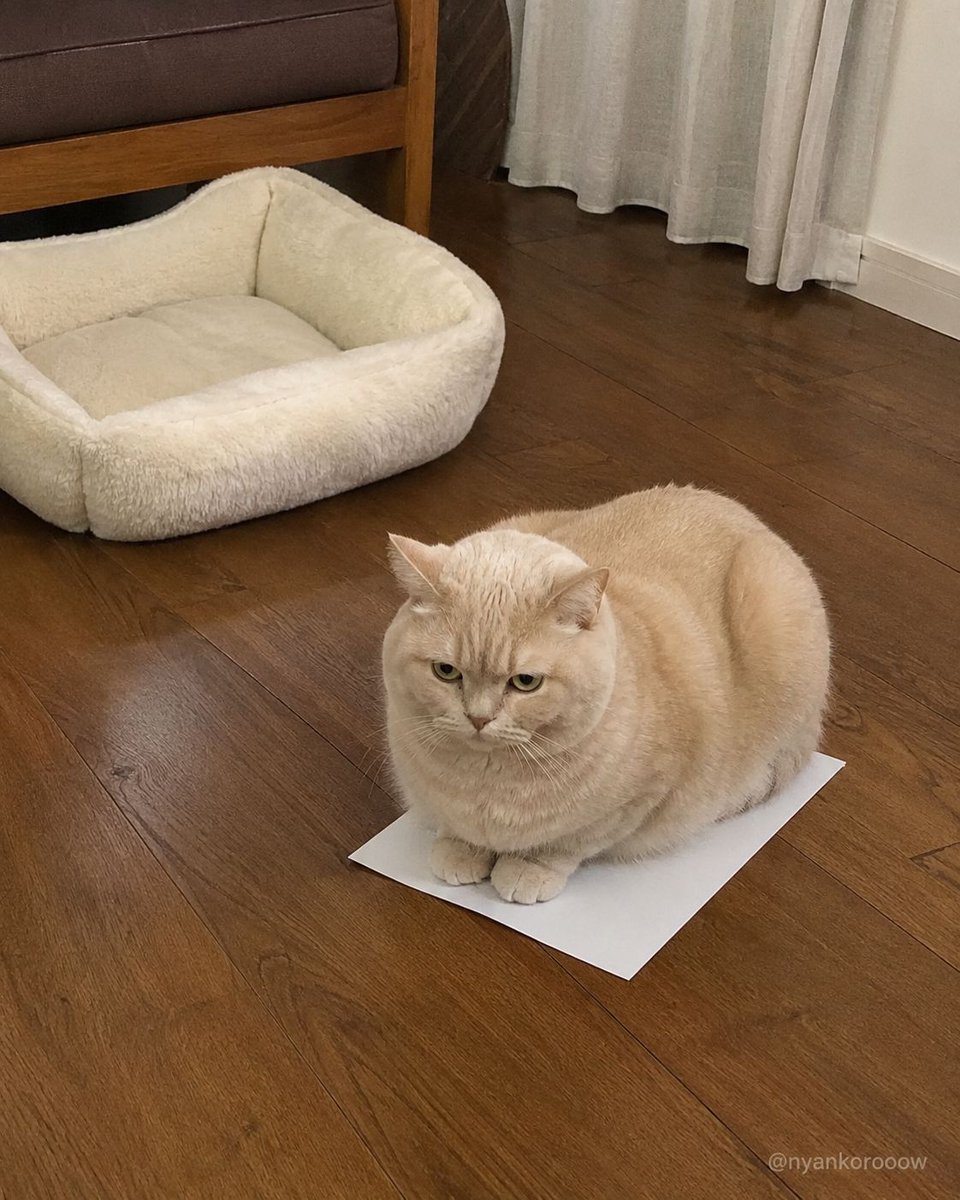 nyankorooow's tweet photo. 2,000円の猫ベッド、
コピー用紙1枚に敗北。 https://t.co/M3C79ORpcY