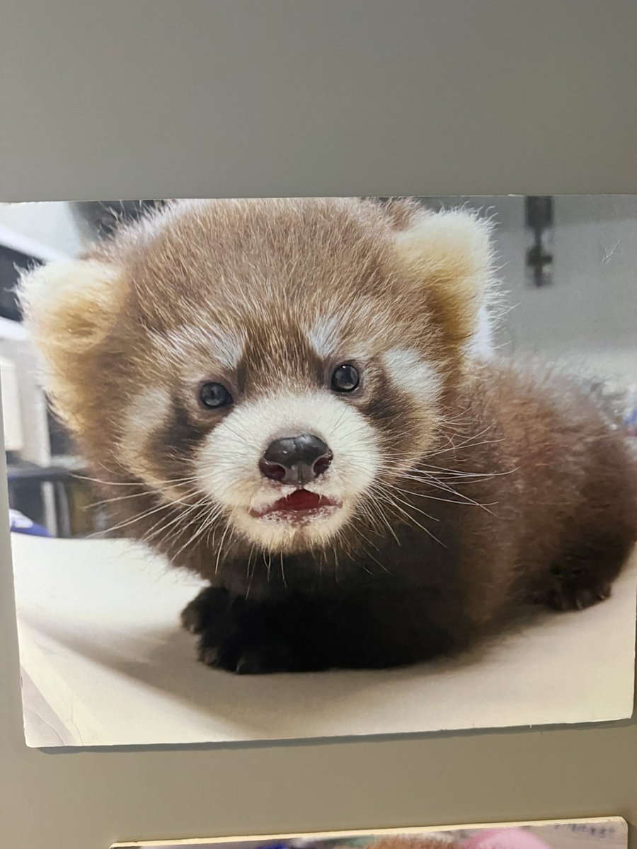 Run_RedPanda's tweet photo. 犯罪級の可愛さ🥰️

バブ期のつぐくる👶🍼

#八景島シーパラダイス 
#レッサーパンダ 
#RedPanda
 #小熊猫 
#緒海
 #來海 https://t.co/pHcqVxlAwE
