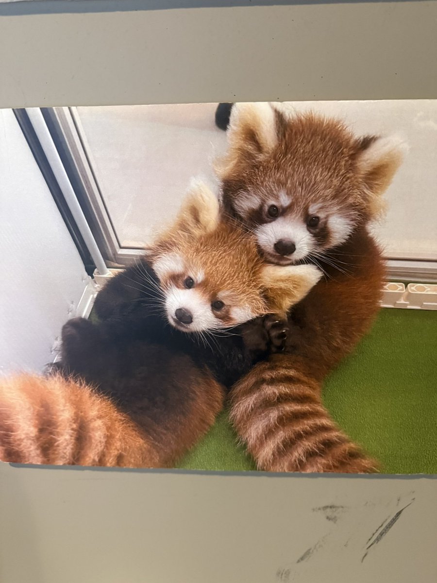 Run_RedPanda's tweet photo. 犯罪級の可愛さ🥰️

バブ期のつぐくる👶🍼

#八景島シーパラダイス 
#レッサーパンダ 
#RedPanda
 #小熊猫 
#緒海
 #來海 https://t.co/pHcqVxlAwE
