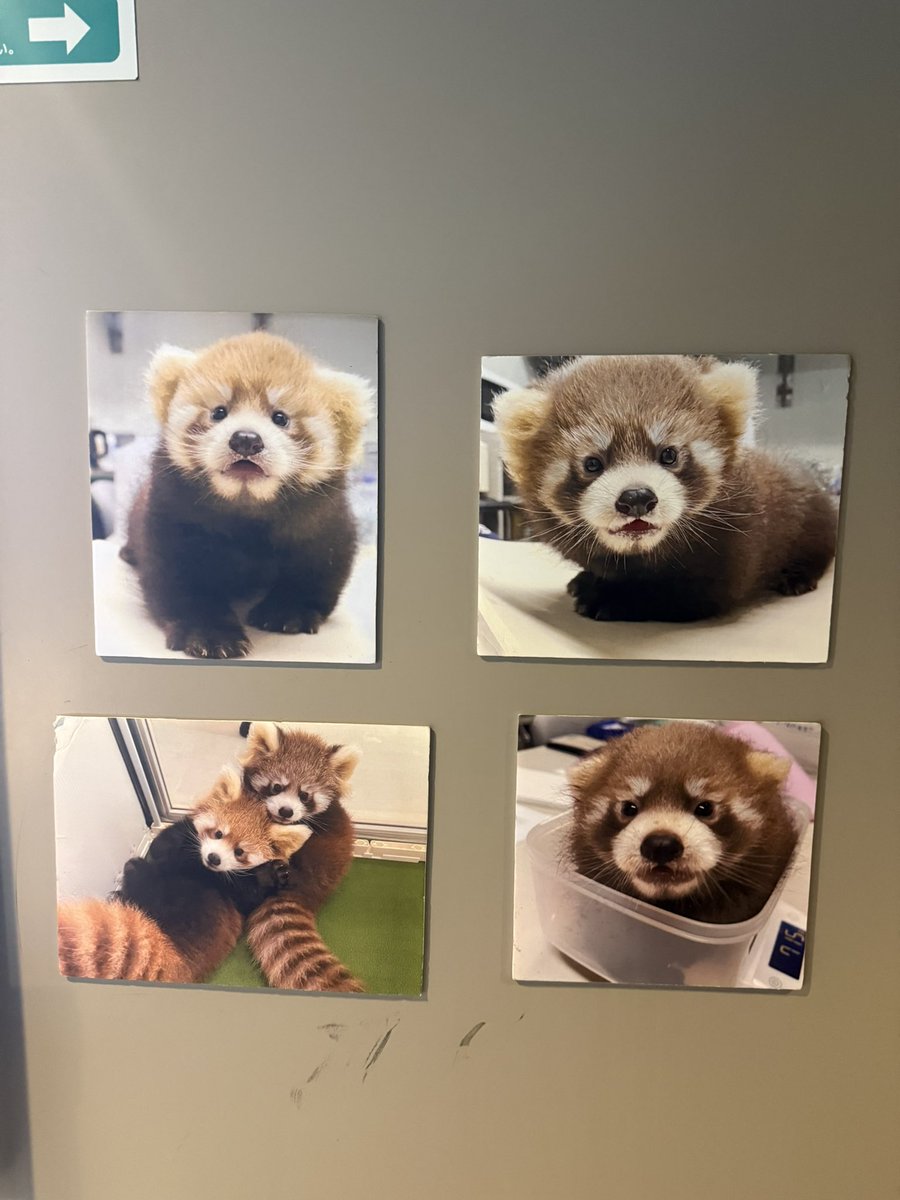 Run_RedPanda's tweet photo. 犯罪級の可愛さ🥰️

バブ期のつぐくる👶🍼

#八景島シーパラダイス 
#レッサーパンダ 
#RedPanda
 #小熊猫 
#緒海
 #來海 https://t.co/pHcqVxlAwE