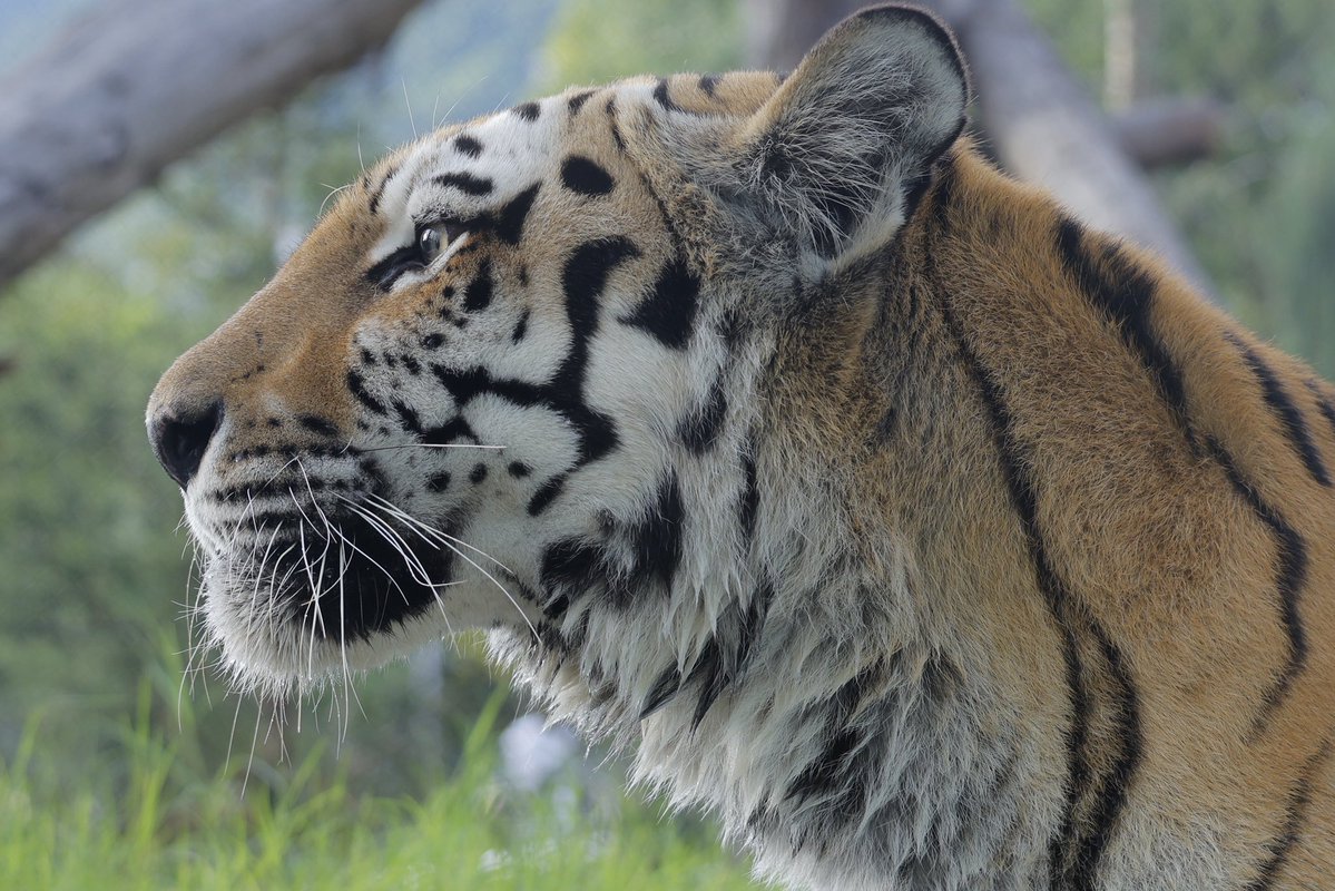 MatuMatu0611's tweet photo. 毛艶が美しいミルル(18歳)
#徳山動物園 
#アムールトラ
#ミルル https://t.co/iG4zucsZwG