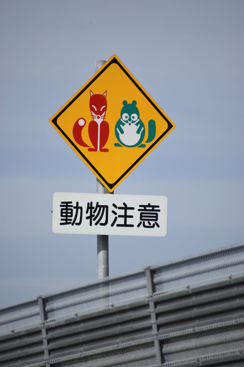 unusuarrows's tweet photo. 北海道限定デザインの
「きつね＆たぬき注意」の標識

道央自動車道滝川インター付近などで見ることができます。

なお、きつねが赤でたぬきが緑な某カップ麺とは関係がないらしい… https://t.co/kpzIHedgAy