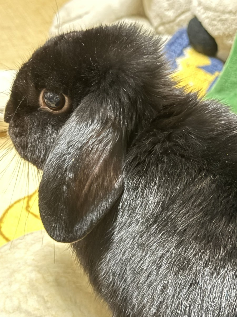 setoseto002's tweet photo. 0920 #うさぎ #ロップイヤー #ロップイヤーラビット #ロップイヤーラビットの女の子 #へやんぽ🐰 https://t.co/lgr7Yoj7h2