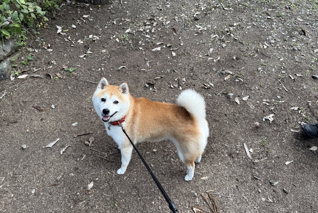 cure378's tweet photo. 犬が笑っているように見えるのは人間の気のせいではなく、本当に人間との生活に合わせて1万年かけて表情筋を進化させてきたらしいの一番愛おしい事実。 https://t.co/hkq6eUmRXF