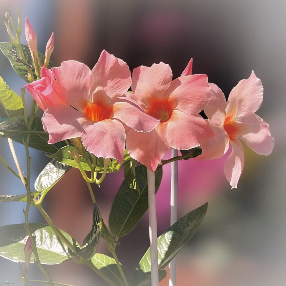 Photo07Machi10's tweet photo. 花 植物 実 自然 景色
#TLを花でいっぱいにしよう
#キリトリセカイ #花写真
#マンデビラ https://t.co/UiRR5Gd96N