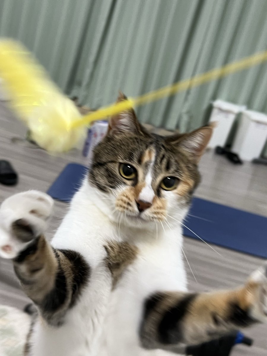 shuposee_day's tweet photo. めっちゃ可愛い
会わせたいなぁ…

されたことは変わらないけど、それ以上に猫たちの事が心配…

ミルキーと3匹の景色を見たい
 #猫のいる暮らし https://t.co/AbKaj1zf4H