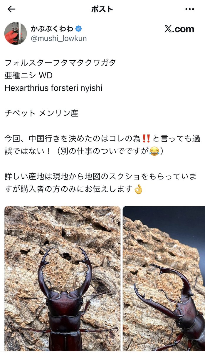 beetlesuniverse's tweet photo. 先日かぶぶくわわさんがWDとして入荷したフォルスターフタマタニシですが、私の知人が中国のネットで販売したCBF2の飼育品と同じ個体だと思われます。
かぶぶくわわさんから入荷先にも再確認してもらいましたが、依然として「野外品」との回答でした。
詳しい方々の意見も聞いてみたいと思います。 https://t.co/1DHyQOR7yV