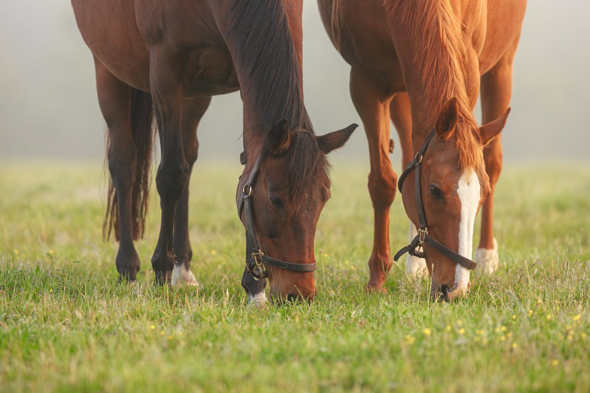 AtTheRaces's tweet photo. Prix de l'Arc de Triomphe royalty! 👑

With two weeks to go until the big one, Zarkava and Daryakana (dam of Daryz) were pictured grazing together at @AgaKhanStuds... 🌟

📸: Zuzanna Lupa https://t.co/HjYiC0B9Yl
