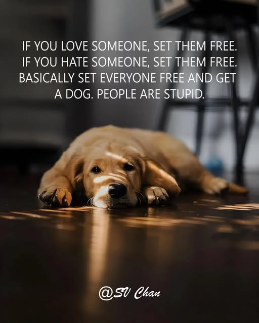 woofknight's tweet photo. https://t.co/L71ASBGmdw