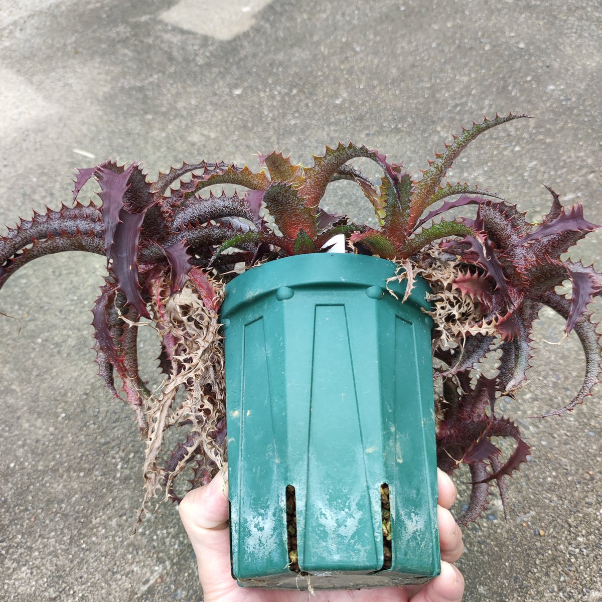 ultimatumusui's tweet photo. Orthophytum 'Brittle Star'
の一番美味しい部分 https://t.co/XaZzi9NvfS
