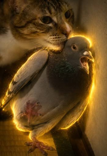 PufferinoDEV's tweet photo. WE CAN FINALLY RUN THIS.

The Despair Pigeon just went giga viral in Japan.

2M views in 12 hours and the bird actually has a name  POPPO.

The face itself is already the meme. No lore needed, no forcing a narrative.

$POPPO

tweets

https://t.co/Tehhiw2av0

https://t.co/fHkNWbuR7r

https://t.co/TSqKPOz5bk

https://t.co/fHkNWbuR7r