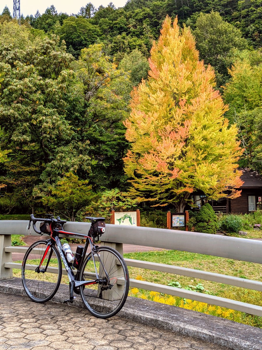 mook_jpn's tweet photo. 毎度の「 #国営滝野すずらん丘���公園 」🚴💨
部分的に色付く紅葉🍁で思わず📸✌️
本州は台風🌀や��滞前線🌧️で大変そう😥
札幌🐮🐑は概ねいい季節です🐑
#ご近所ライド #秋ライド #北海道の紅葉 https://t.co/AjV0emPbrS