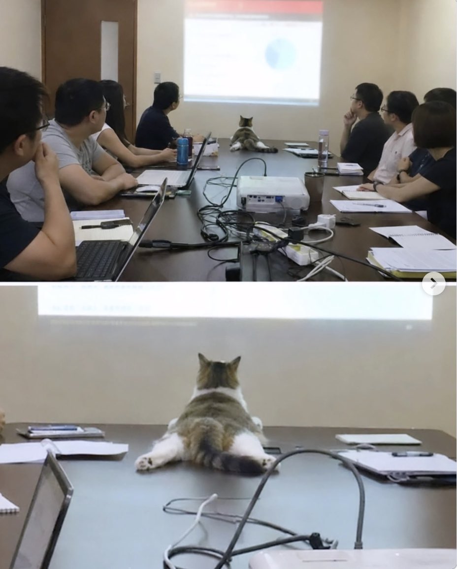 munevveralks's tweet photo. 猫と一緒に出勤しているのですが
本日の勤務態度がこちら。

同僚として注意すべきか迷う…… https://t.co/MbuJ9Rb5BN