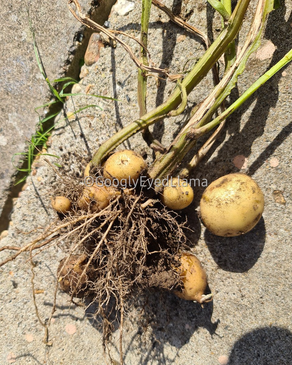 GooglyeyedLlama's tweet photo. I grew potatoes!
This is my first attempt EVER to grow them. Considering I usually manage to kill even succulents, I'm rather proud of myself for this one😅🥳
#Gardening #GrowingFood #Potatoes https://t.co/oyEdCPpUJw