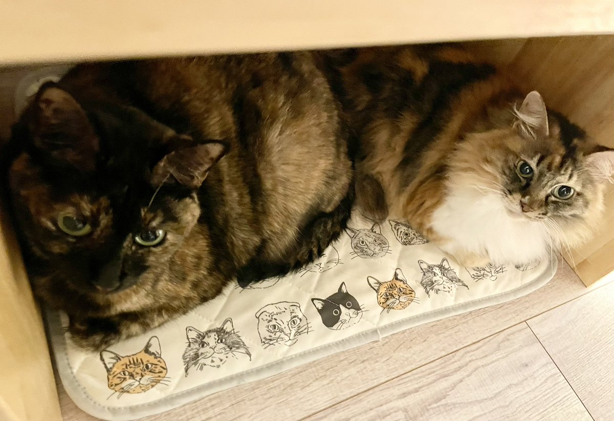 MaryPoppin_s's tweet photo. 雨宿り☔️
っぽくミニテーブルの下で身を寄せ合う

外の猫さんたちもどうかご無事で… https://t.co/oZ4QkswEHu