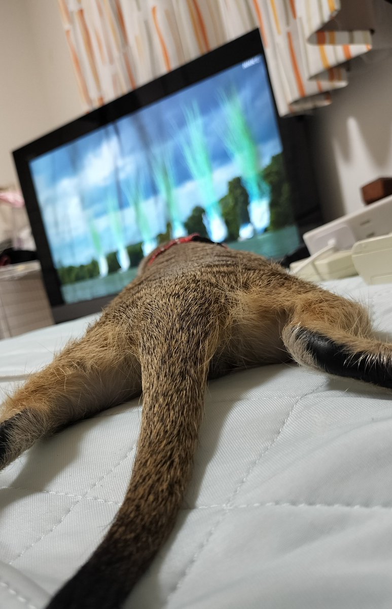 nam_1239_'s tweet photo. 飼い主目線 https://t.co/hFoei7uaoc